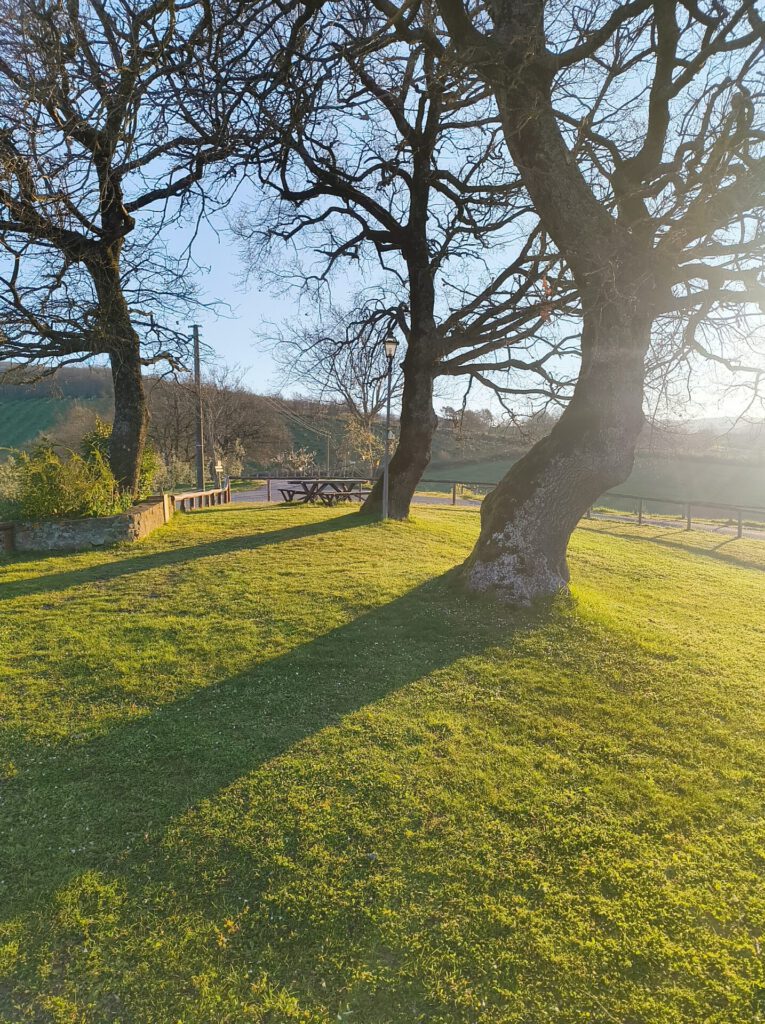 Sonnige Landschaft mit Bäumen und einer Wiese, ideal für das Trainingslager in der Toskana des MSV Essen-Steele 2011.